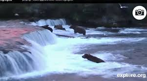 Katmai's brown bears getting ready to do their salmon dance, courtesy of a well-placed webcam in the wild